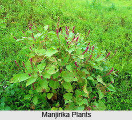 Manjirika , Indian Medicinal Plant