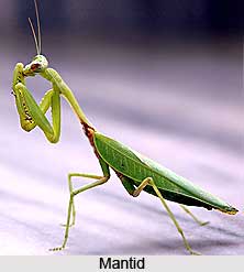 Mantid, Insect