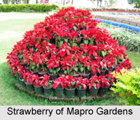 Mapro Gardens, Panchgani, Maharashtra