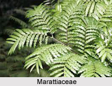 Marattiaceae