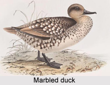 Marbled duck, Indian Bird