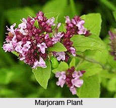 Marjoram Oil