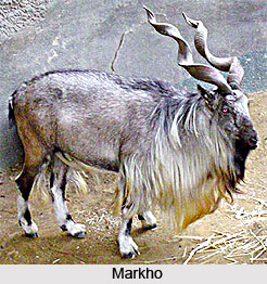 Markhor, Wild Goat, Indian Animal
