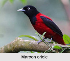 Maroon Oriole, Indian Bird