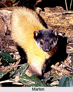 Marten, Indian Animal