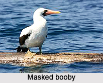 Masked Booby, Indian Birds