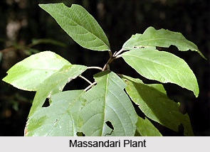 Massandari, Indian Medicinal Plant