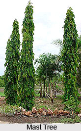 Mast Tree , Indian Trees