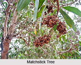 Matchstick Tree, Indian Medicinal Plants
