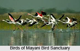 Mayani Bird Sanctuary, Vaduj, Maharashtra