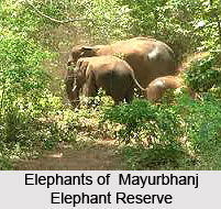 Mayurbhanj Elephant Reserve, Keonjhar district, Odisha