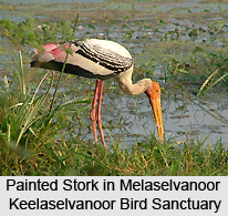 Melaselvanoor Keelaselvanoor Bird Sanctuary, Tamil Nadu