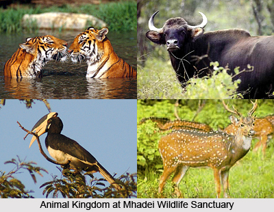 Mhadei Wildlife Sanctuary, North Goa District, Goa