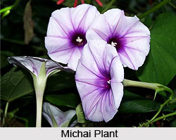 Michai, Indian Medicinal Plant