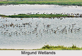 Mirgund Wetlands, Baramulla District, Jammu and Kashmir