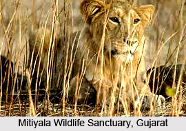 Mitiyala Wildlife Sanctuary, Mitiyala, Gujarat