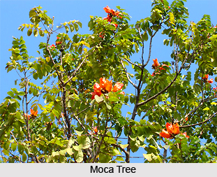 Moca, Indian Medicinal Plant
