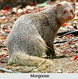 Mongoose, Indian Animal