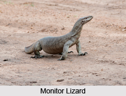 Monitor Lizard, Indian Reptile