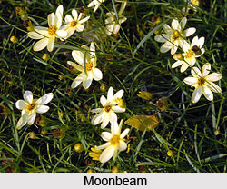 Moonbeam  , Indian Shrub