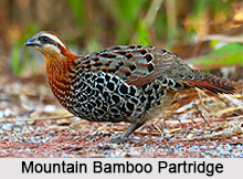 Mountain Bamboo Partridge, Bird