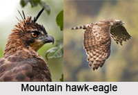 Mountain Hawk-Eagle, Indian Bird