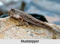 Mudskippers, Indian Marine Species