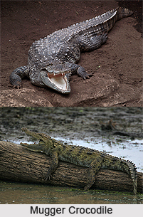 Mugger Crocodile, Indian Reptile
