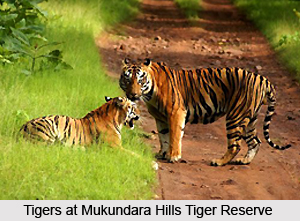 Mukundara Hills Tiger Reserve, Kota, Rajasthan