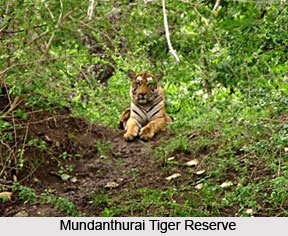 Mundanthurai Tiger Reserve, Tamil Nadu