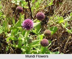 Mundi, Indian Medicinal Plant