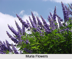 Muria, Indian Medicinal Plant