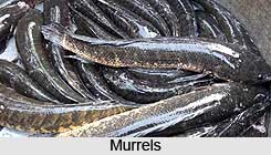 Murrels, Indian Marine Species