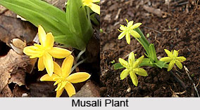 Musali, Indian Medicinal plant