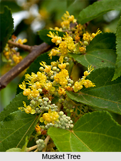 Musket Tree, Indian Medicinal Plant