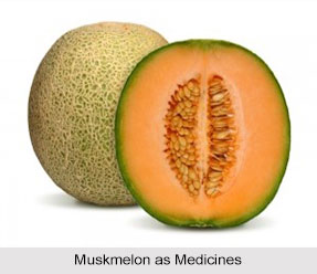 Use of Muskmelon as Medicines, Classification of Medicine