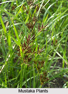Mustaka, Indian Medicinal Plant