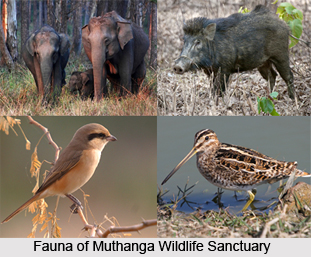 Muthanga Wildlife Sanctuary, Kerala