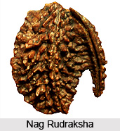 Nag Rudraksha
