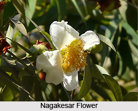 Nagakesar, Indian Medicinal Plant