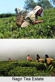 Nagri Tea Estate, Darjeeling Tea Estates