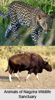 Nagzira Wildlife Sanctuary, Bhandara district, Maharashtra