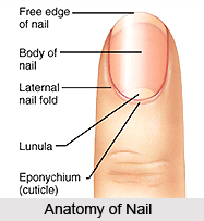 Nail Diagnosis in Ayurveda