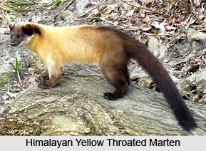 Naina Devi Wildlife Sanctuary, Bilaspur District, Himachal Pradesh