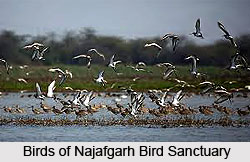 Najafgarh Bird Sanctuary, South West Delhi