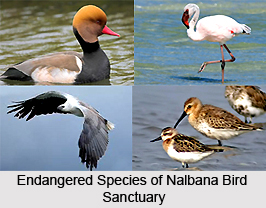 Nalbana Bird Sanctuary, Odisha