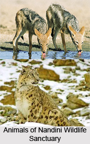 Nandini Wildlife Sanctuary, Jammu and Kashmir