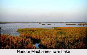 Nandur Madhmeshwar Bird Sanctuary, Nashik District, Maharashtra