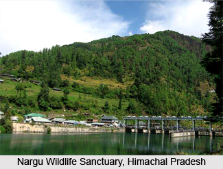 Nargu Wildlife Sanctuary, Mandi District, Himachal Pradesh