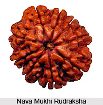 Nava Mukhi Rudraksha